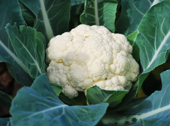 Cauliflower