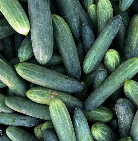 Cucumber