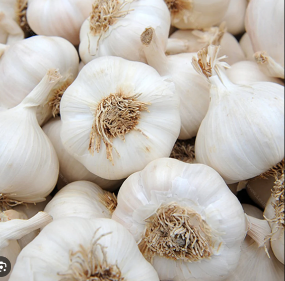 Garlic