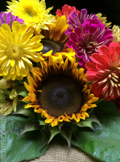 Gladiolas, Zinnias, Sunflowers