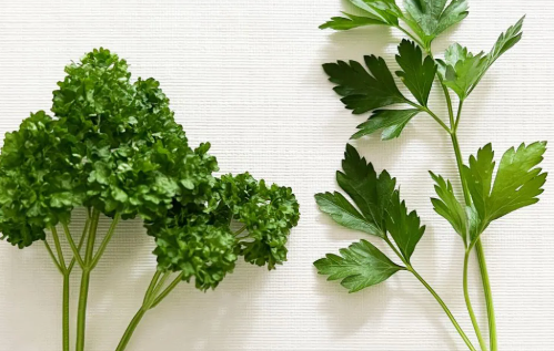 Parsley (Curly + Italian)