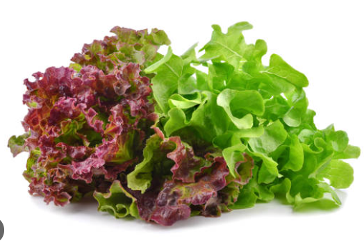 Lead Lettuce (Green + Red)