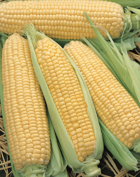Sweet Corn