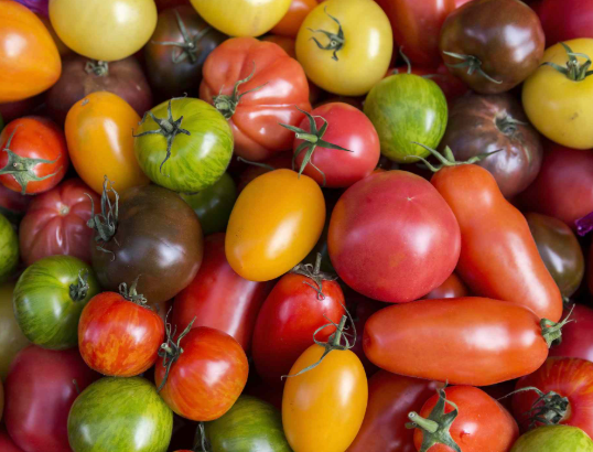 Tomatoes