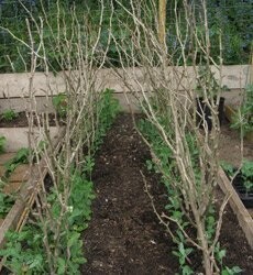 Pea sticks