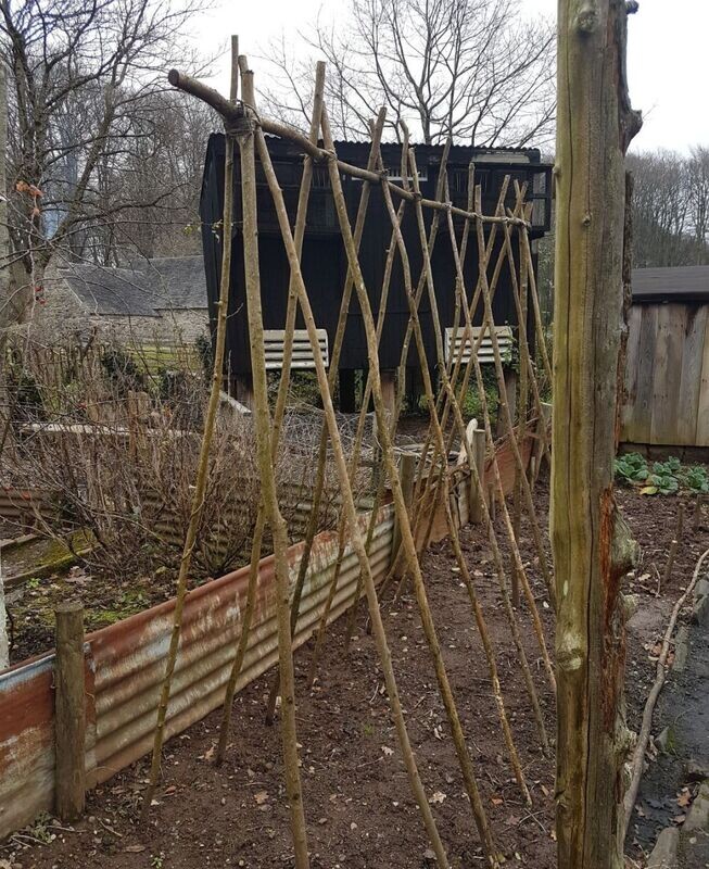 Beanpoles