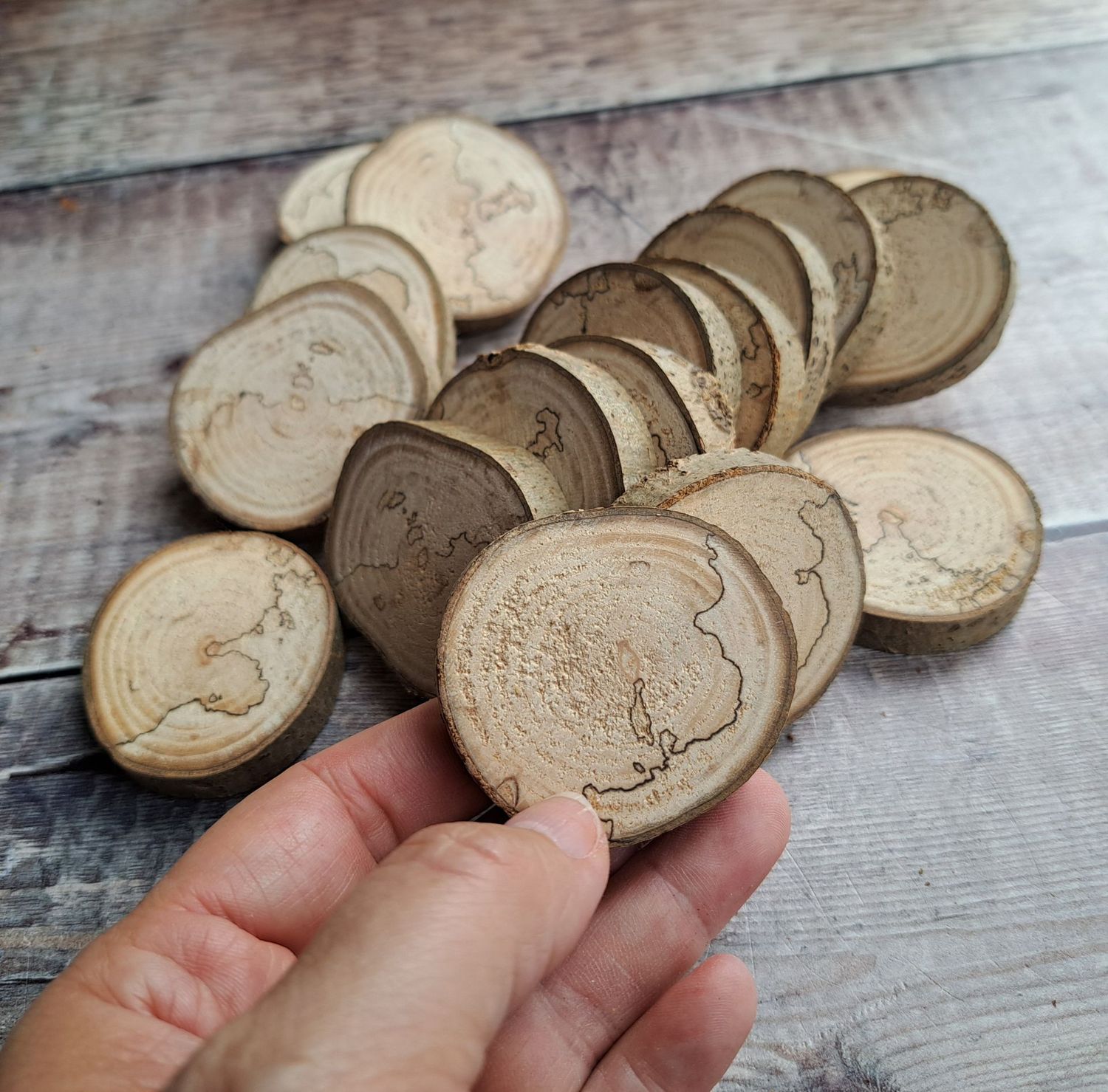 5cm spalted wood slices