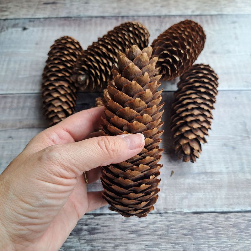 Long Norway Spruce pine cone