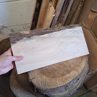 36cm wide  natural edged Sycamore blank