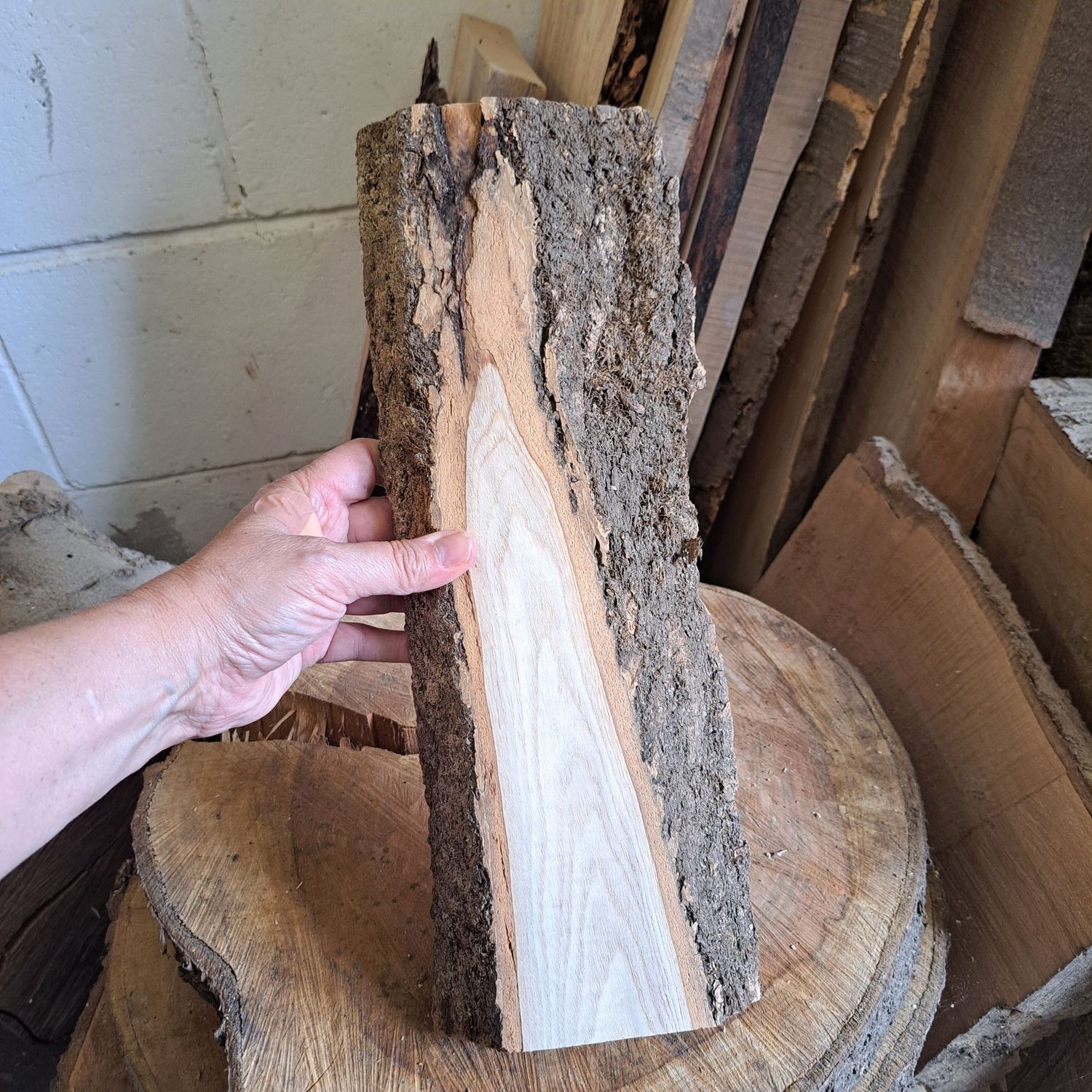 37cm tall ash blank