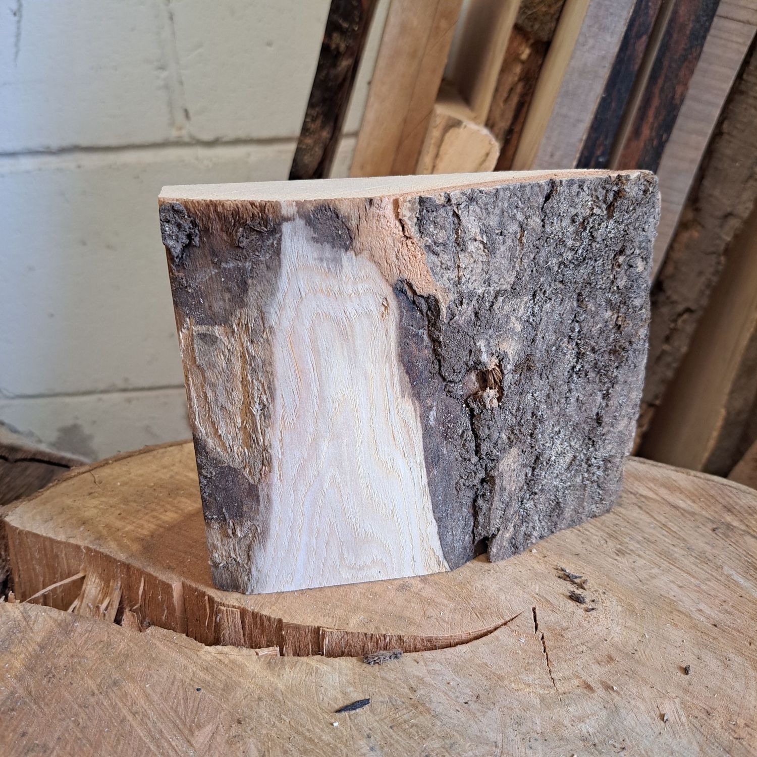 13cm tall ash blank with bark