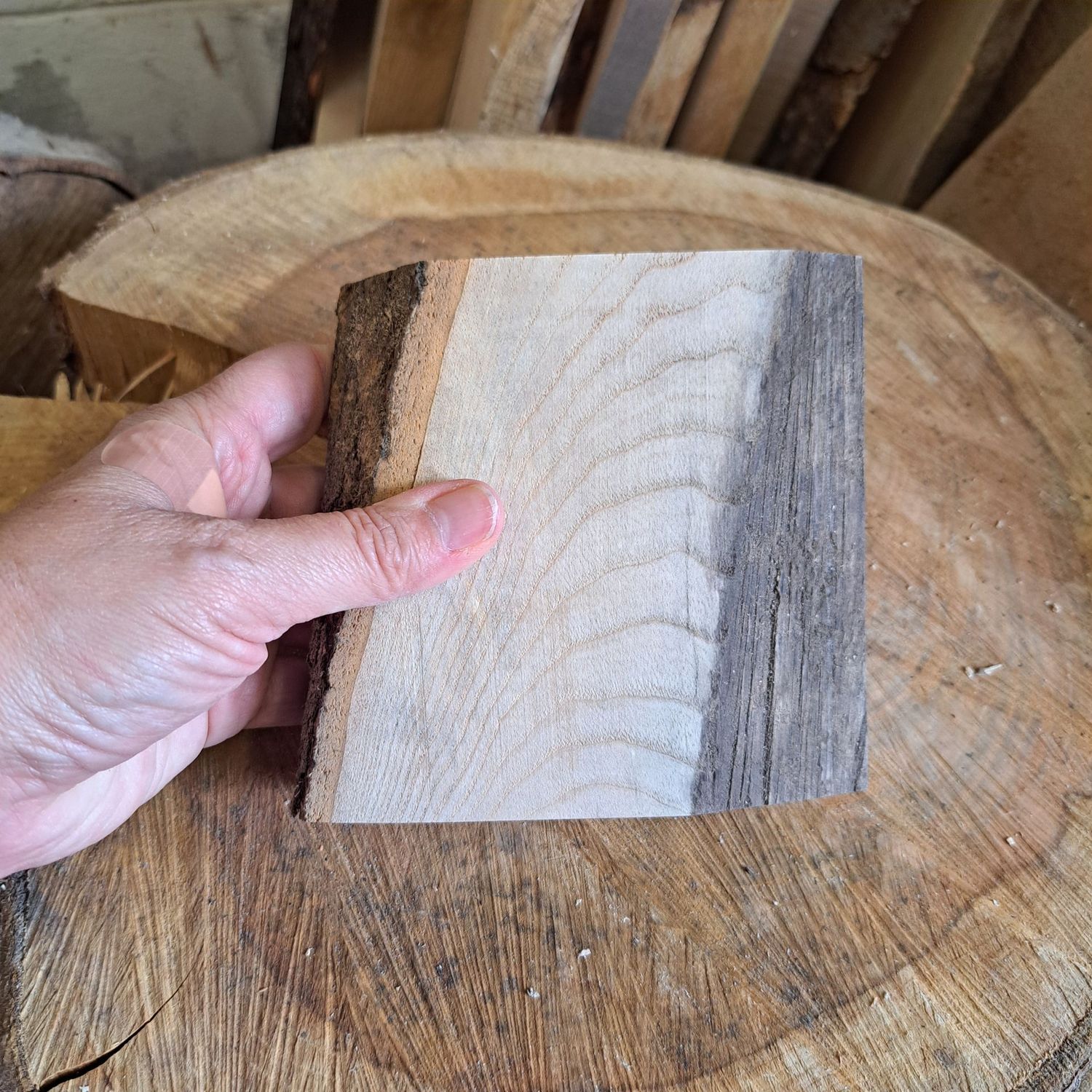 12cm freestanding sycamore blank