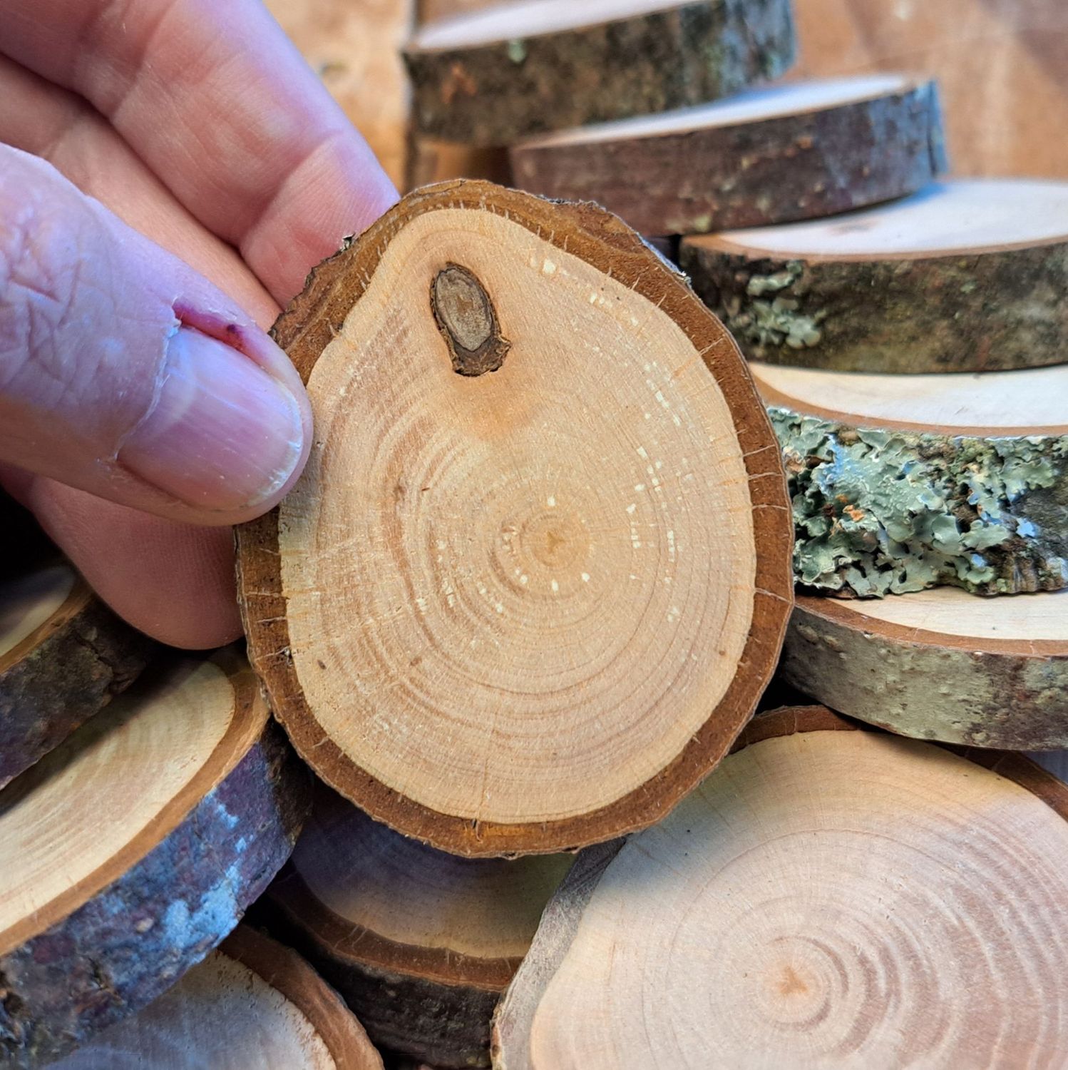 Set of 12 alder wood slices