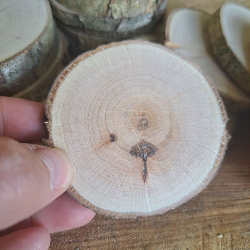 A tree within wood slices