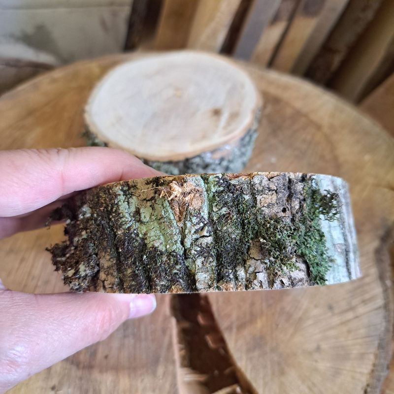 12cm Maple wood logs