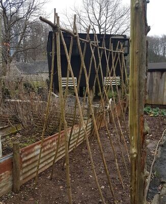 Beanpoles - SOLD OUT for 2026