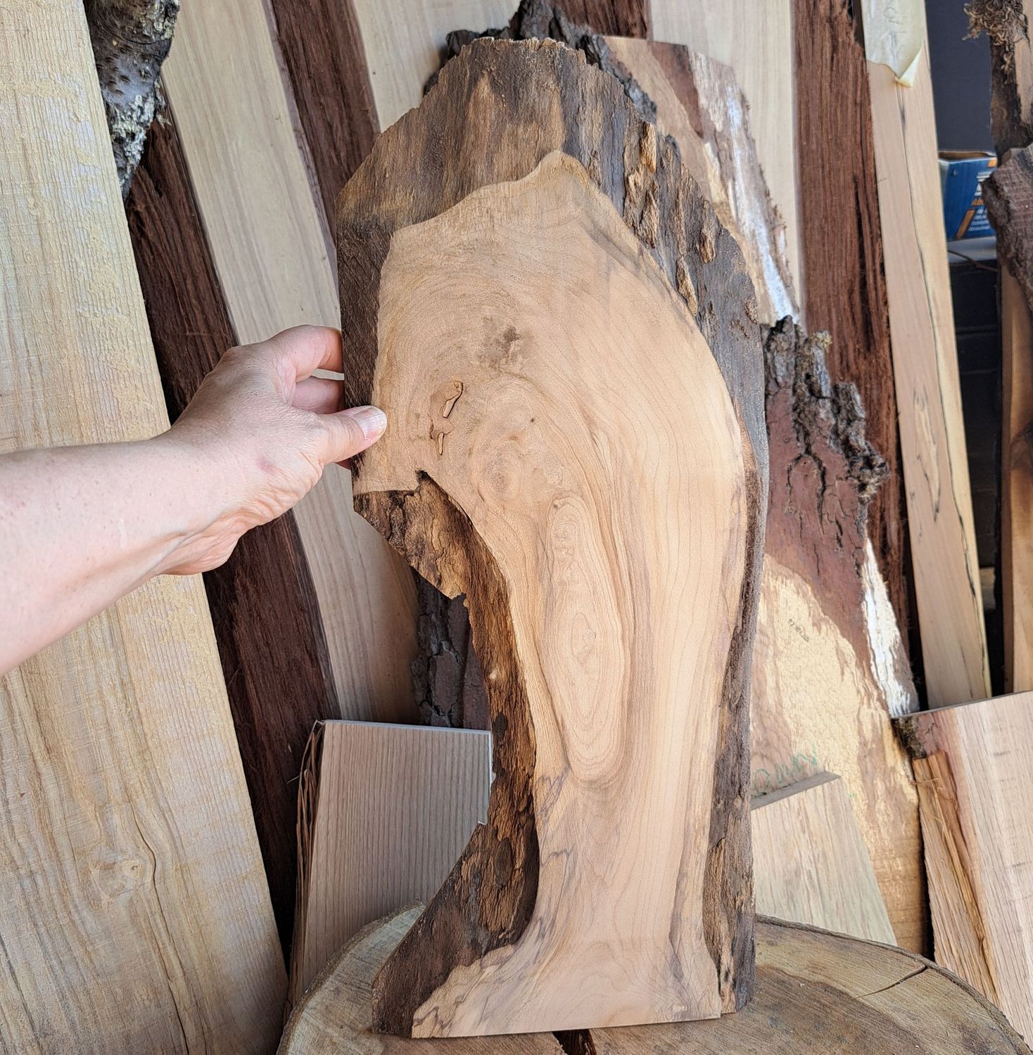 49cm tall sycamore wood blank