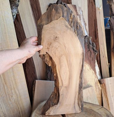 49cm tall sycamore wood blank
