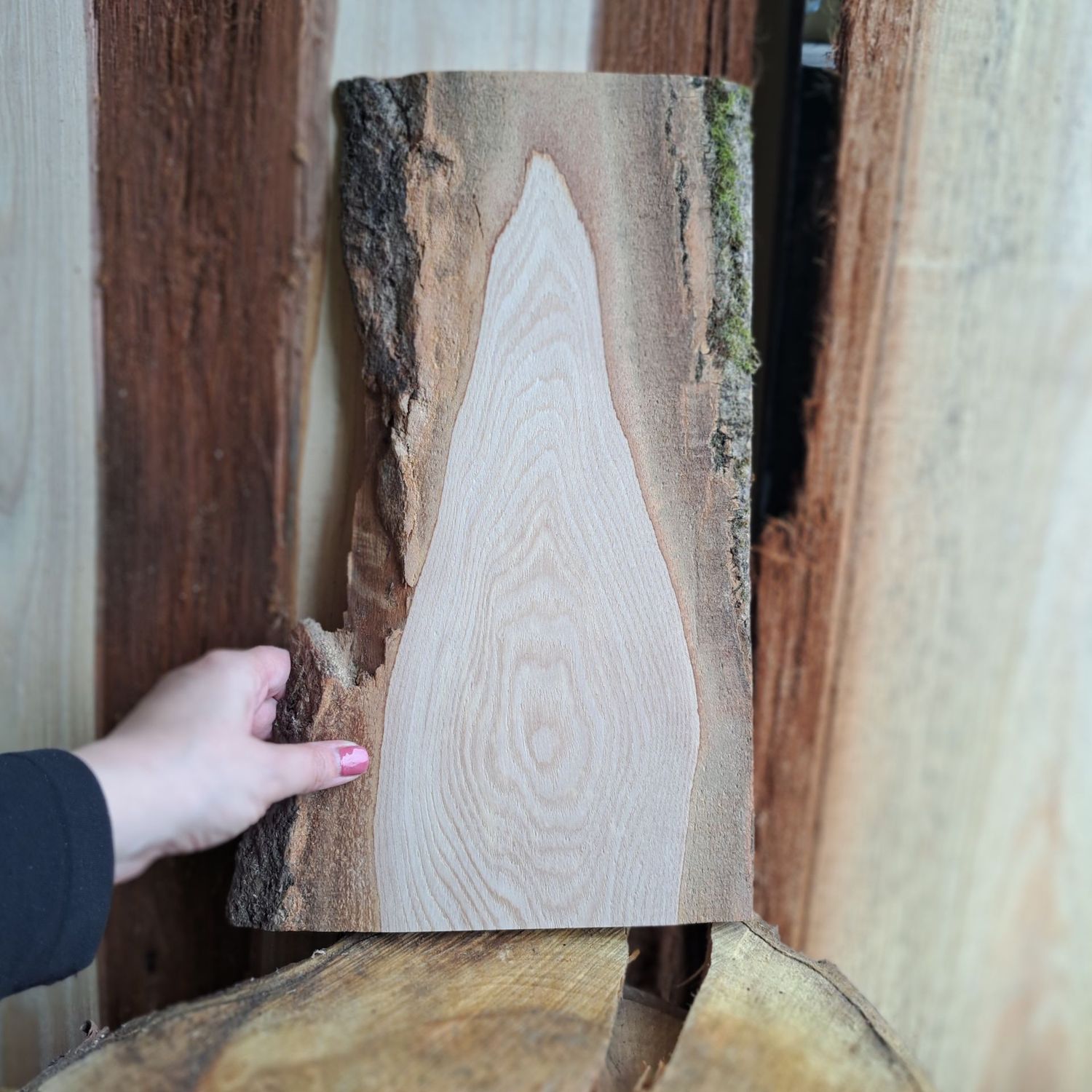 37cm tall rustic ash blank