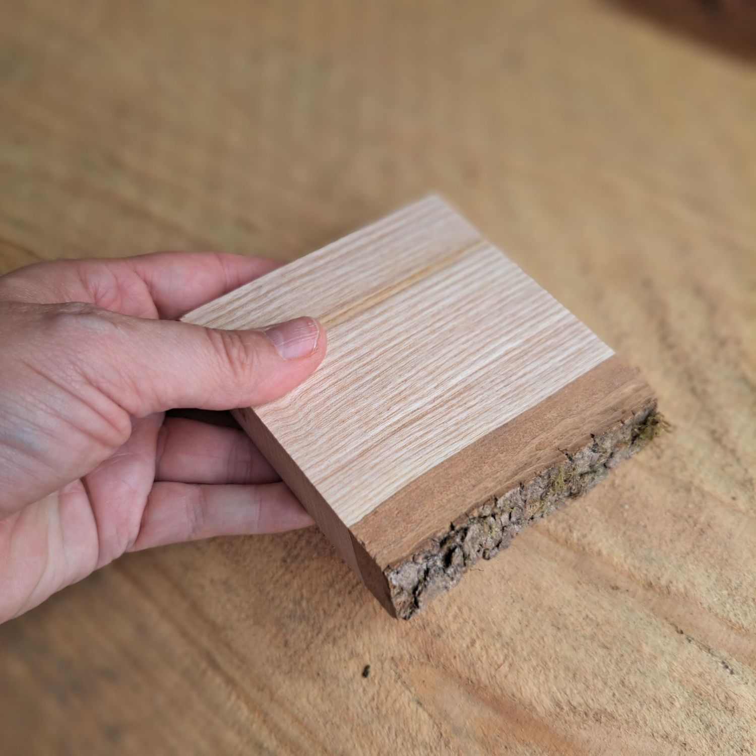 Small ash blank