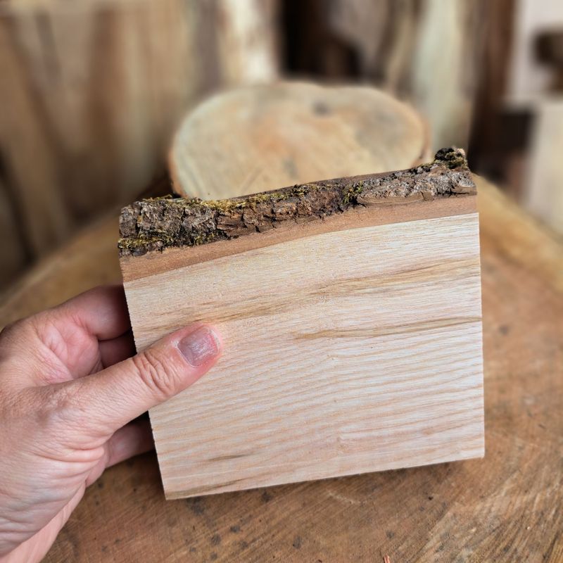 13cm tall ash blank