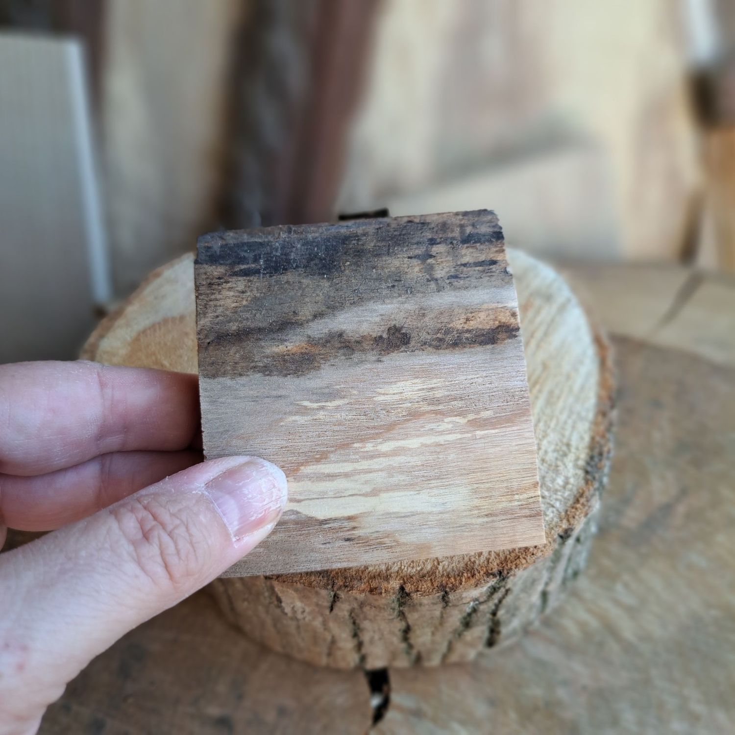 Mini sycamore blank