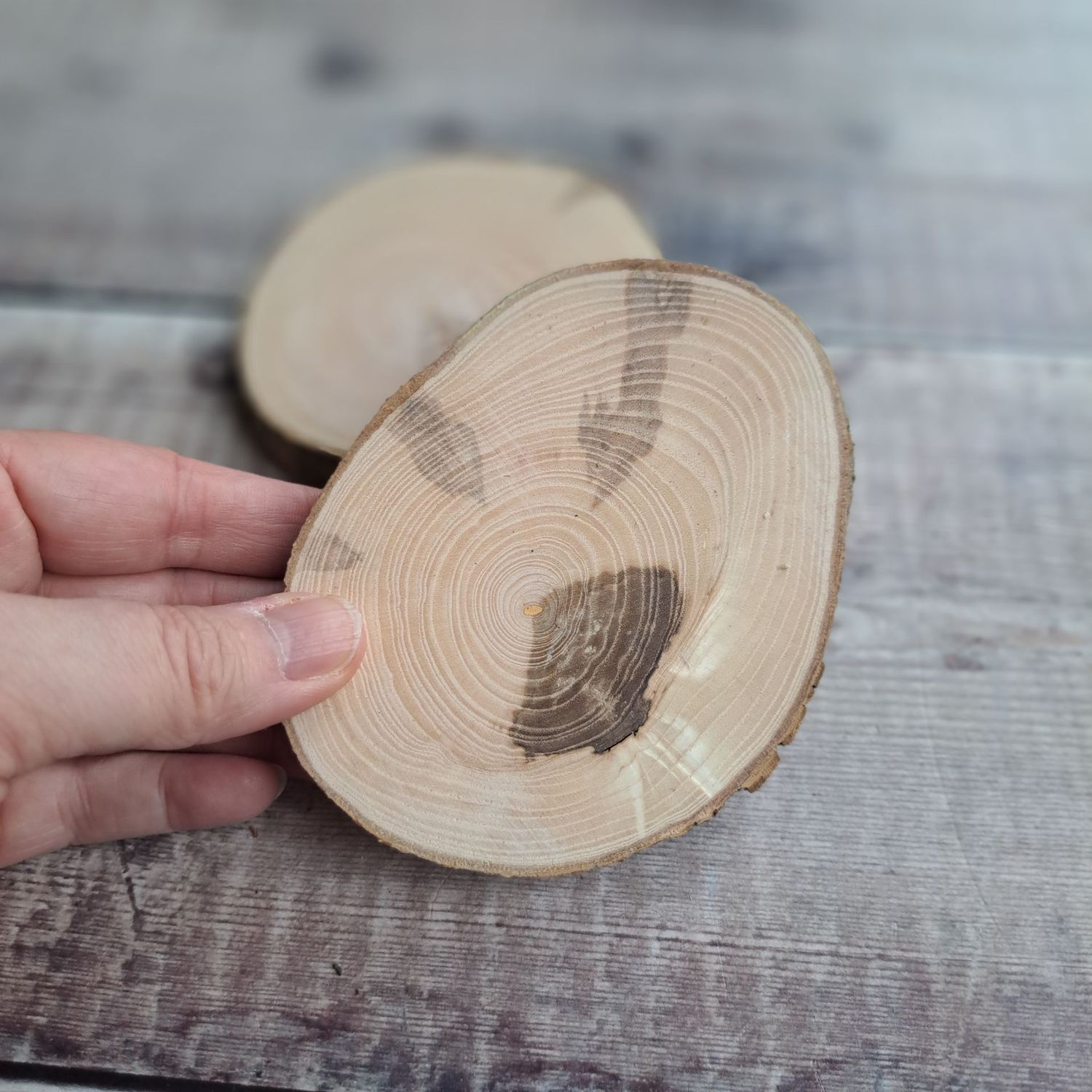 Pair of ash wood slices