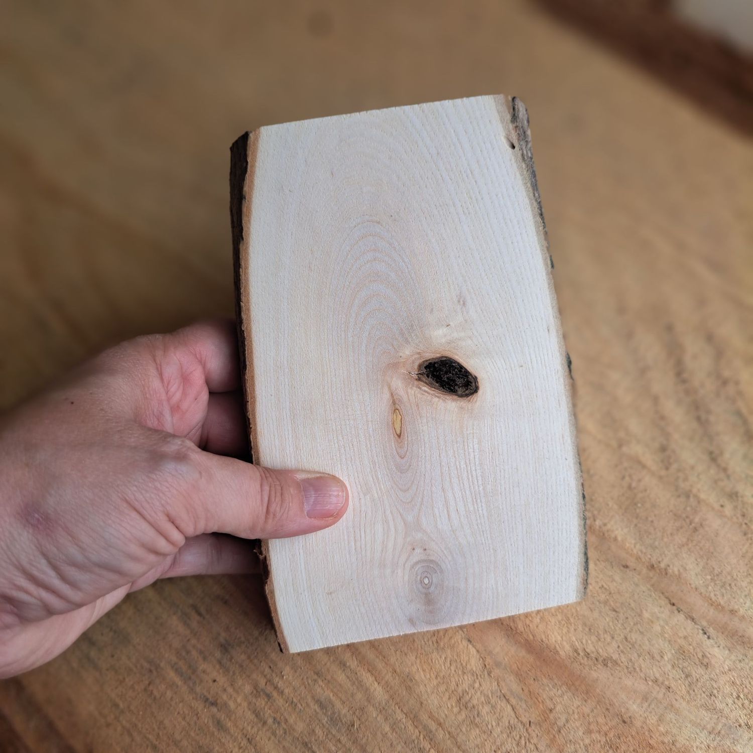 Maple blank with knot Maple blank with knot