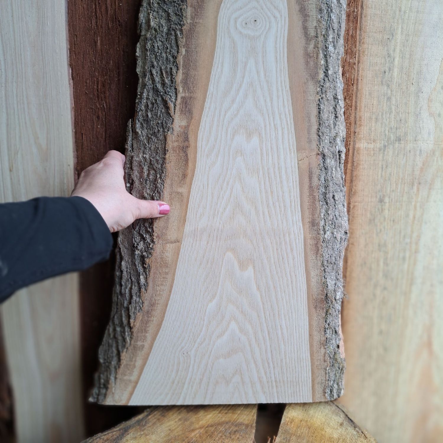 64cm large ash wood blank