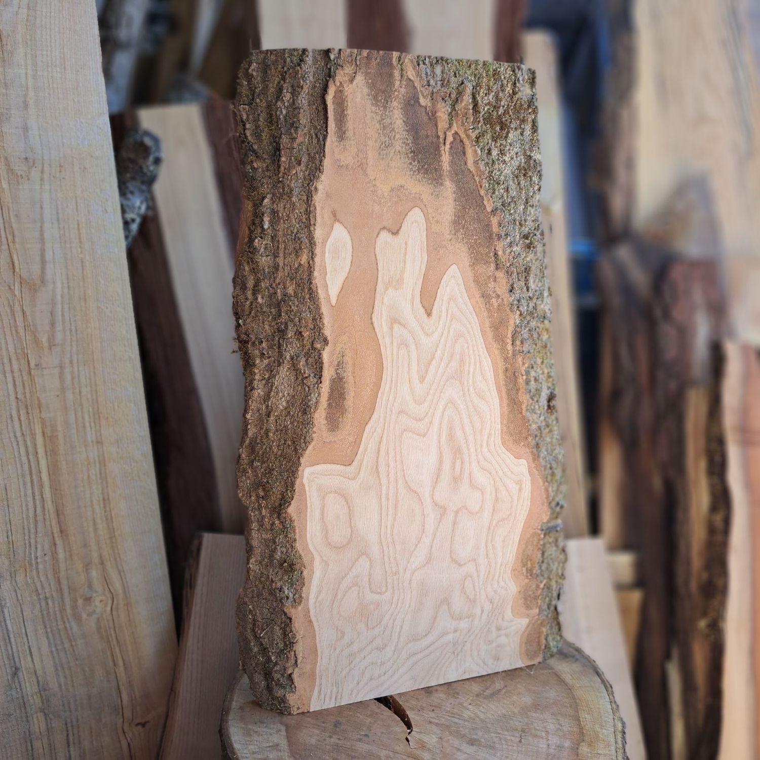 60cm large ash wood blank 60cm large ash wood blank
