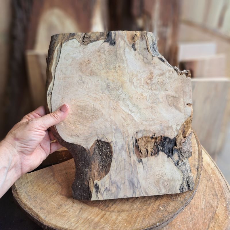 Sycamore 'tree' wood blank