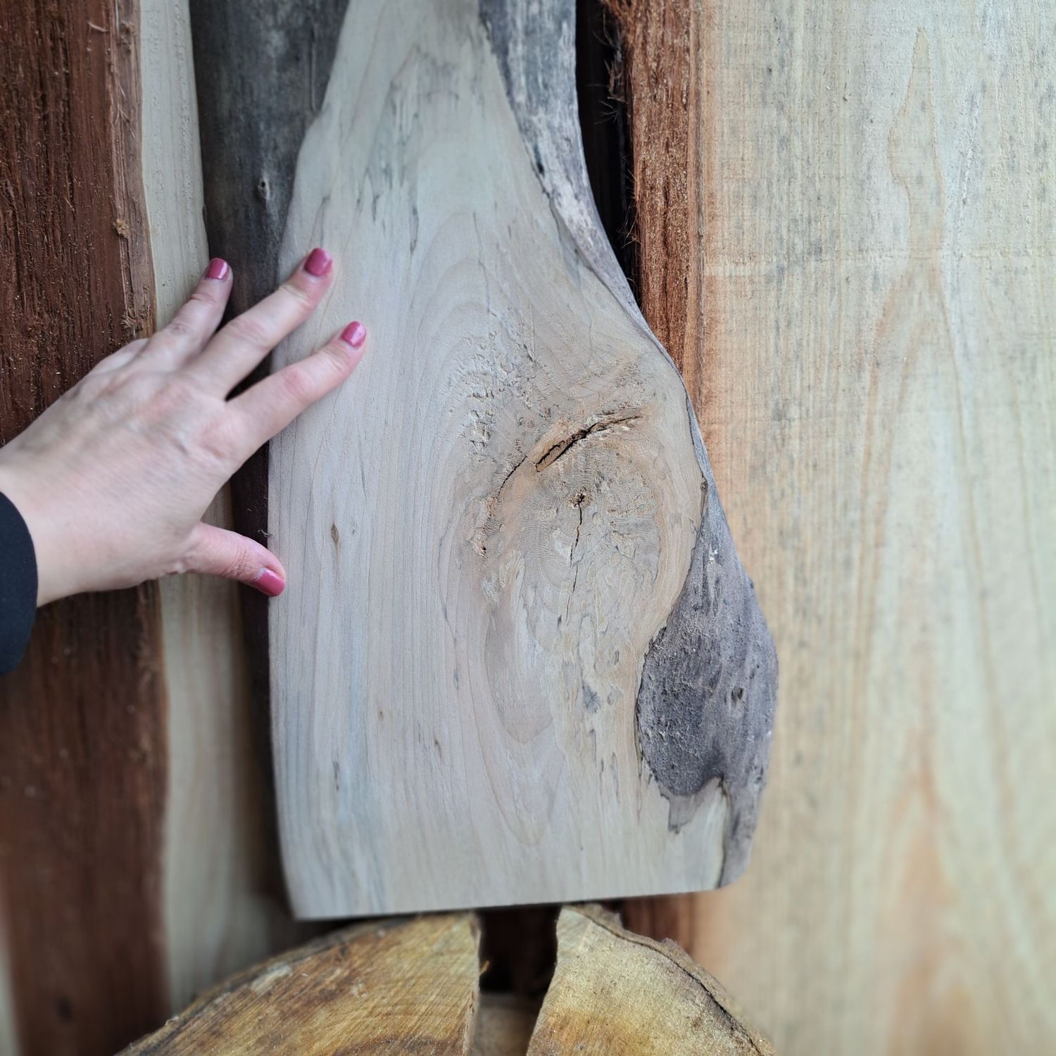 44cm tall sycamore blank