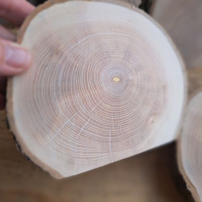 Checkered horseshoe maple blanks