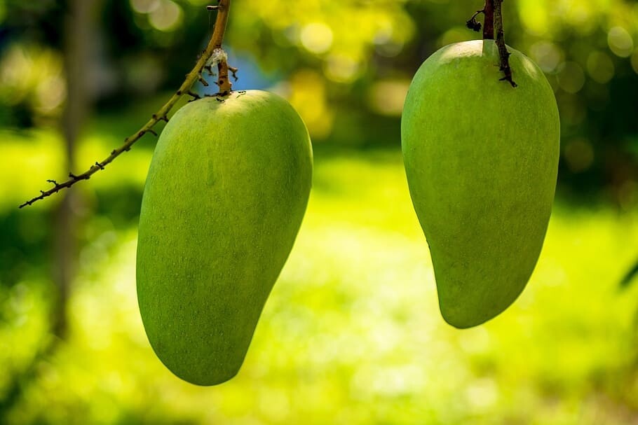 Mangga