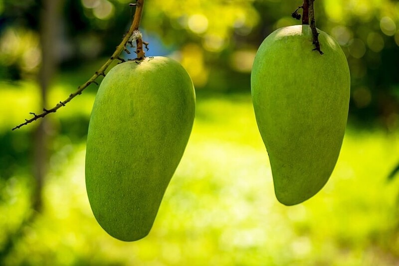 Mangga
