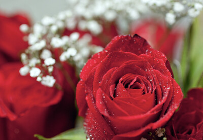 Vera Rose Signature Scents