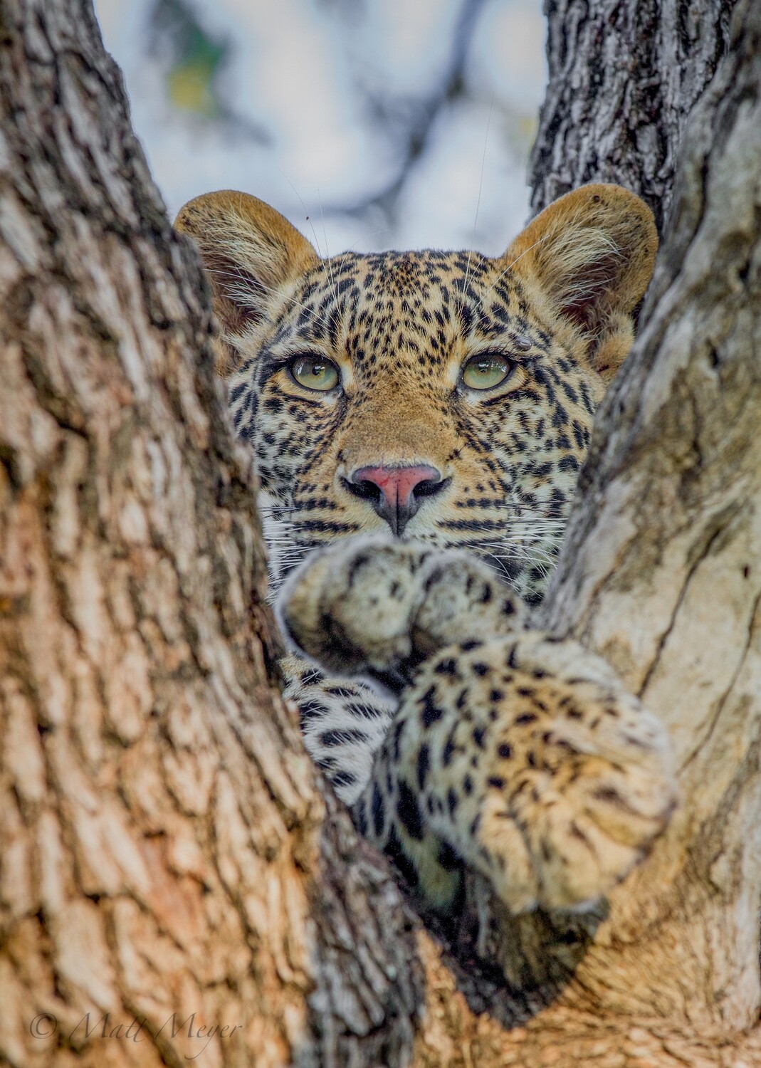 Lazy Leadwood Leopard