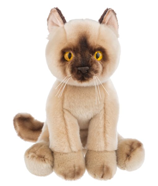 Heritage Burmese Cat 1210