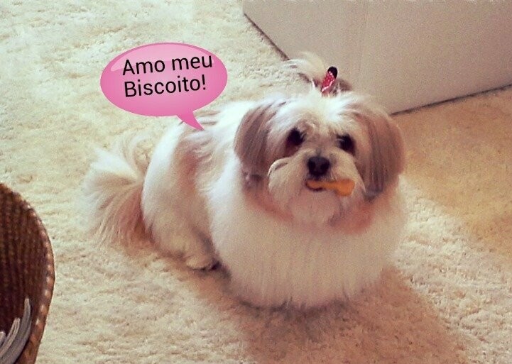 PET PARQUE MOOCA PET PARQUE MOOCA