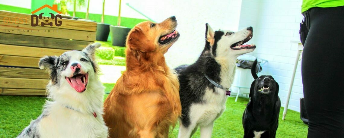 GUEST DOG, Day Care e Hotel, Tatuapé GUEST DOG, Day Care e Hotel, Tatuapé