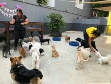 DOGHOOD - Day Care e Hotel para Cães, Moóca DOGHOOD - Day Care e Hotel para Cães, Moóca