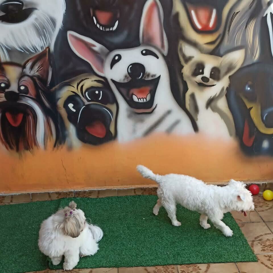 HOTELZINHO PARA PETS PET&GATÔ, Tatuapé HOTELZINHO PARA PETS PET&GATÔ, Tatuapé
