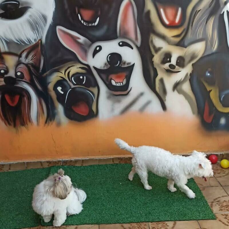 HOTELZINHO PARA PETS PET&GATÔ, Tatuapé HOTELZINHO PARA PETS PET&GATÔ, Tatuapé