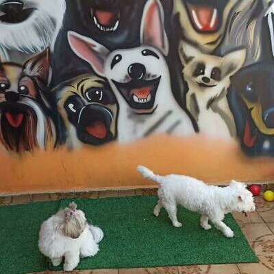 HOTELZINHO PARA PETS PET&GATÔ, Tatuapé
