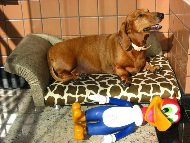 DIANA´s PET, Saúde DIANA´s PET, Saúde