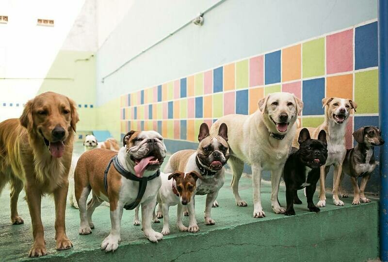 HILTON FOR DOGS -HOTEL E CRECHE, Moóca HILTON FOR DOGS -HOTEL E CRECHE, Moóca