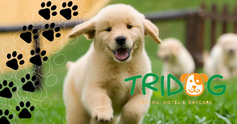 TRIDOG CRECHE E HOTEL, Lausanne Paulista TRIDOG CRECHE E HOTEL, Lausanne Paulista