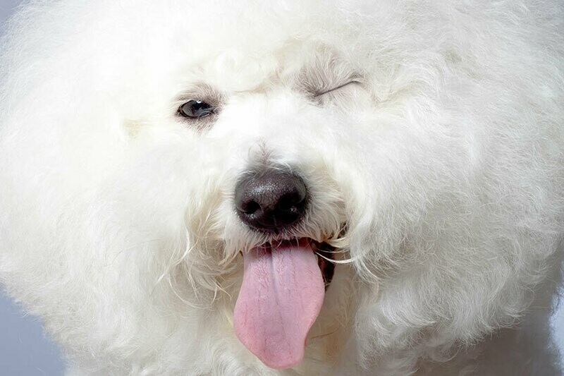 XOXO PET, Pinheiros