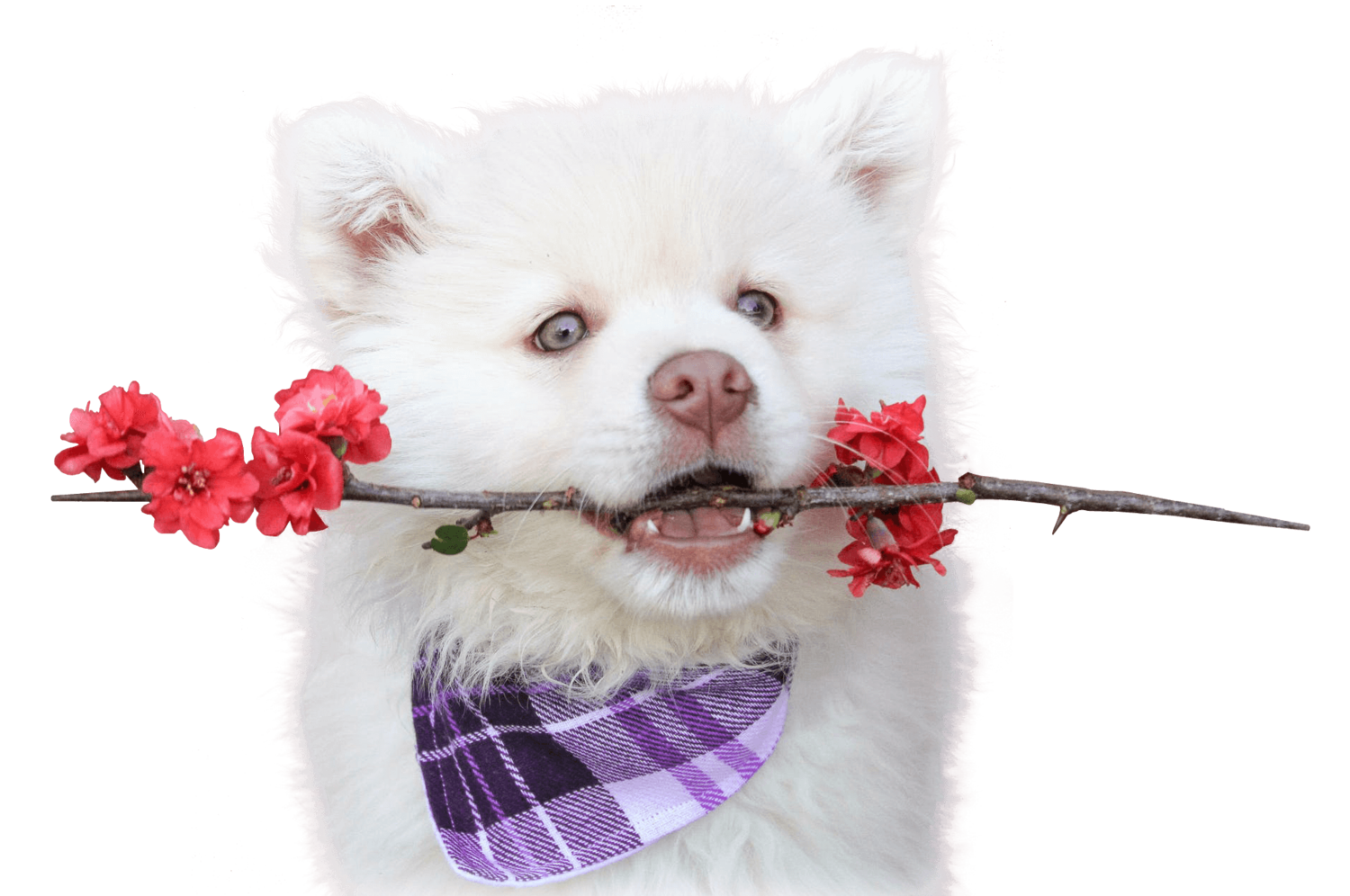 CRYSTAL PET SPA & BOUTIQUE, Mooca CRYSTAL PET SPA & BOUTIQUE, Mooca