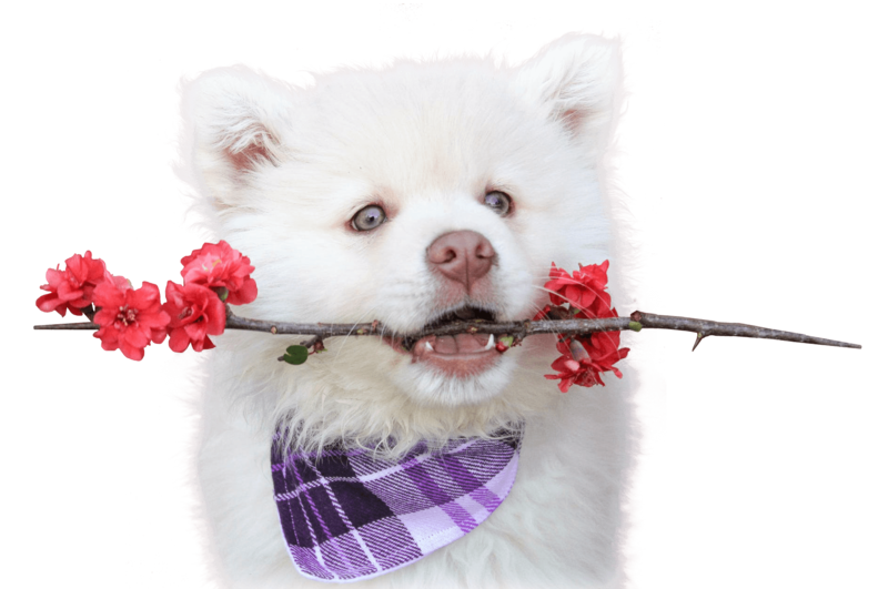 CRYSTAL PET SPA & BOUTIQUE, Mooca CRYSTAL PET SPA & BOUTIQUE, Mooca